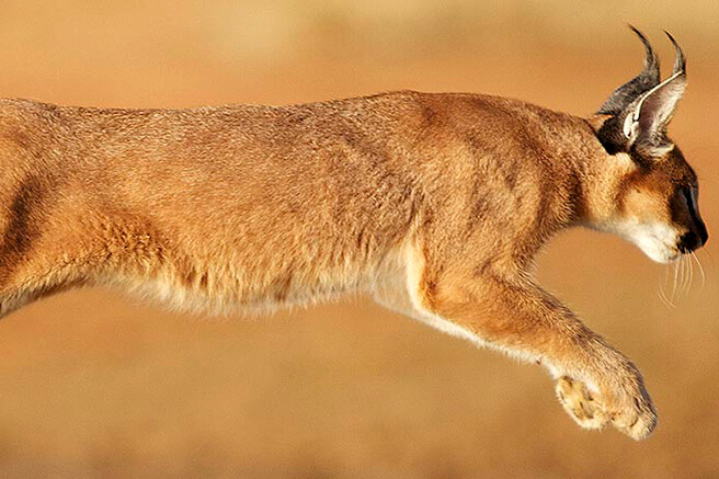 Caracal (Lynx)